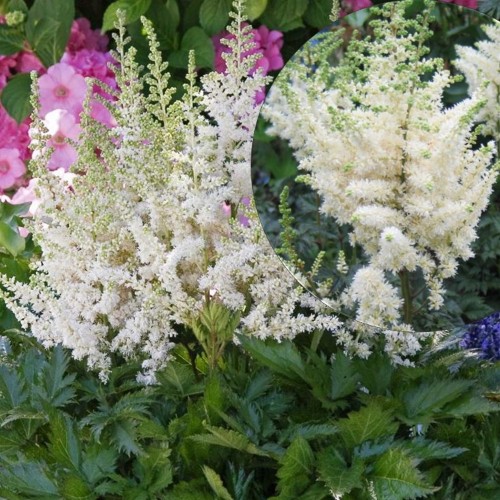 Astilbe chinensis 'Visions in White' - Hiina astilbe 'Visions in White' C2/2L